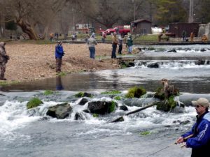 Trout-fishing near the Roaring River hatchery.